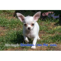 Chihuahua pup met fci stamboom