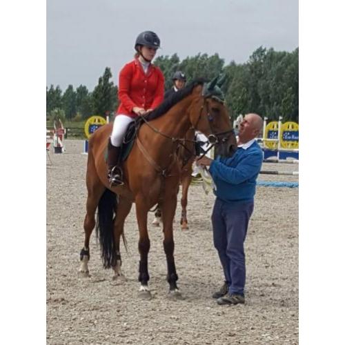 8-jarige BWP recreatiepaard of fokmerrie