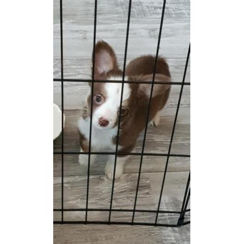 chihuahua reu pup 9 weken