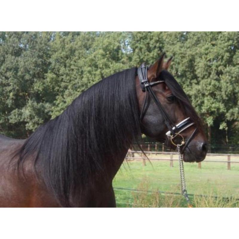 Onwijs gave pre/andalusier apto hengst