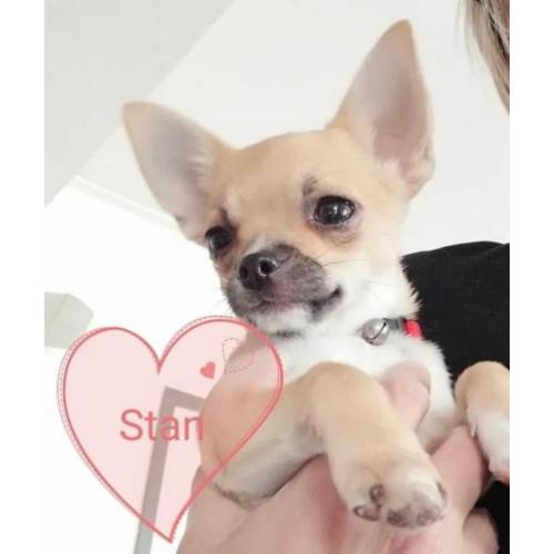 3 mooie chihuahua reutjes pups