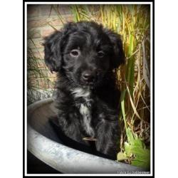 Poedel M x Boomer kruising pups